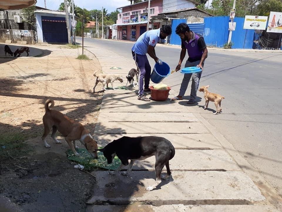 Sri Lanka needs stray dog solution before animal rights law: Min ...