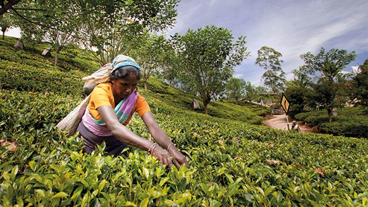 War risk, rerouted ships hit Sri Lanka’s cuppa tea