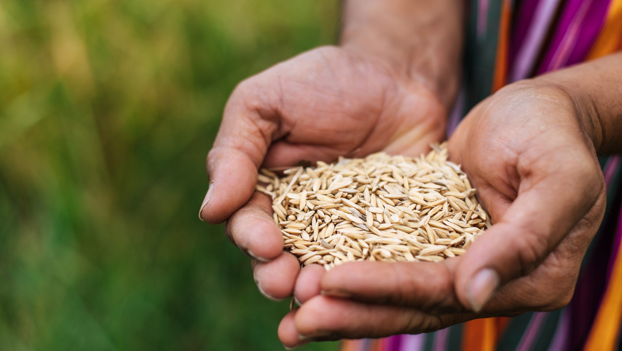 How price controls backfire on Sri Lanka’s rice sector : Advocata
