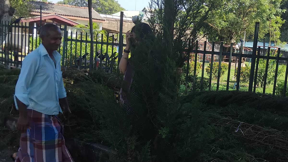 Christmas trees makes it to Sri Lanka’s capital from Ditwah hit hill country