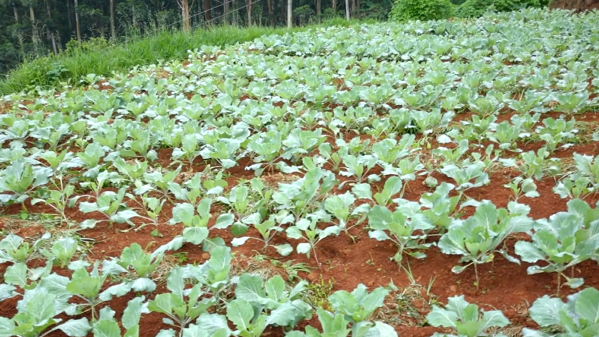 Demand for vegetables in Sri Lanka slump in Cyclone Ditwah aftermath
